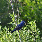 Blue Grosbeak, Tuna R:d, Bolivar Pennisula, Texas
